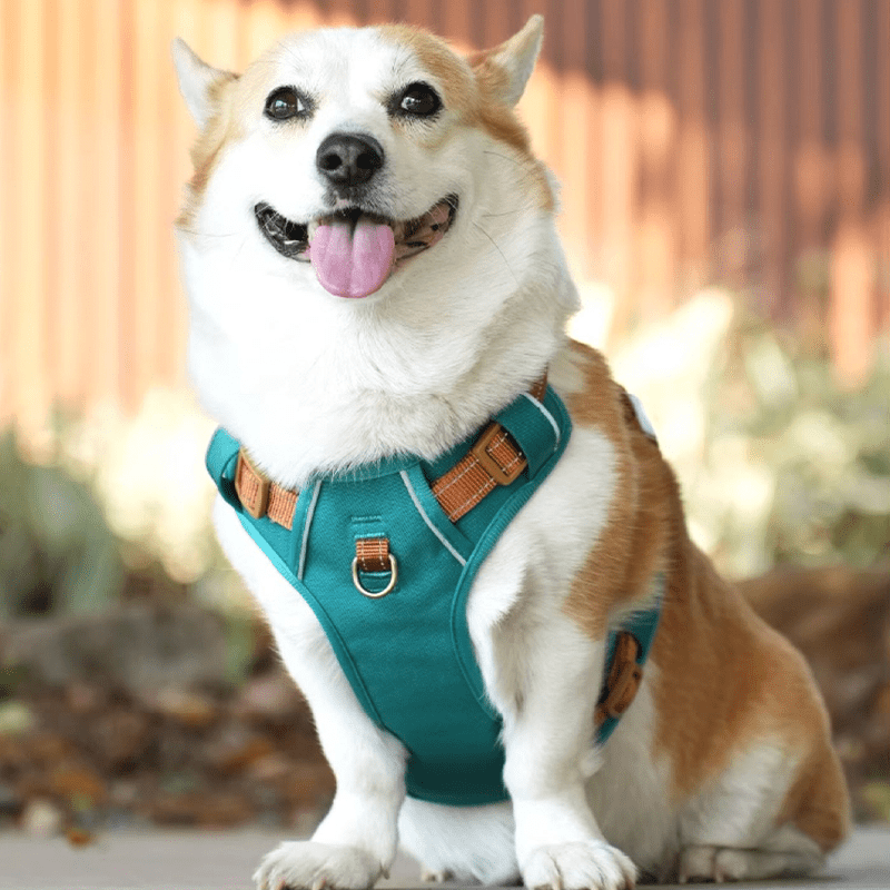 AEROE Minimalist Dog Walking Harness with Safety Control Handle - Heavy Duty Anti-Escape Outdoor Gear