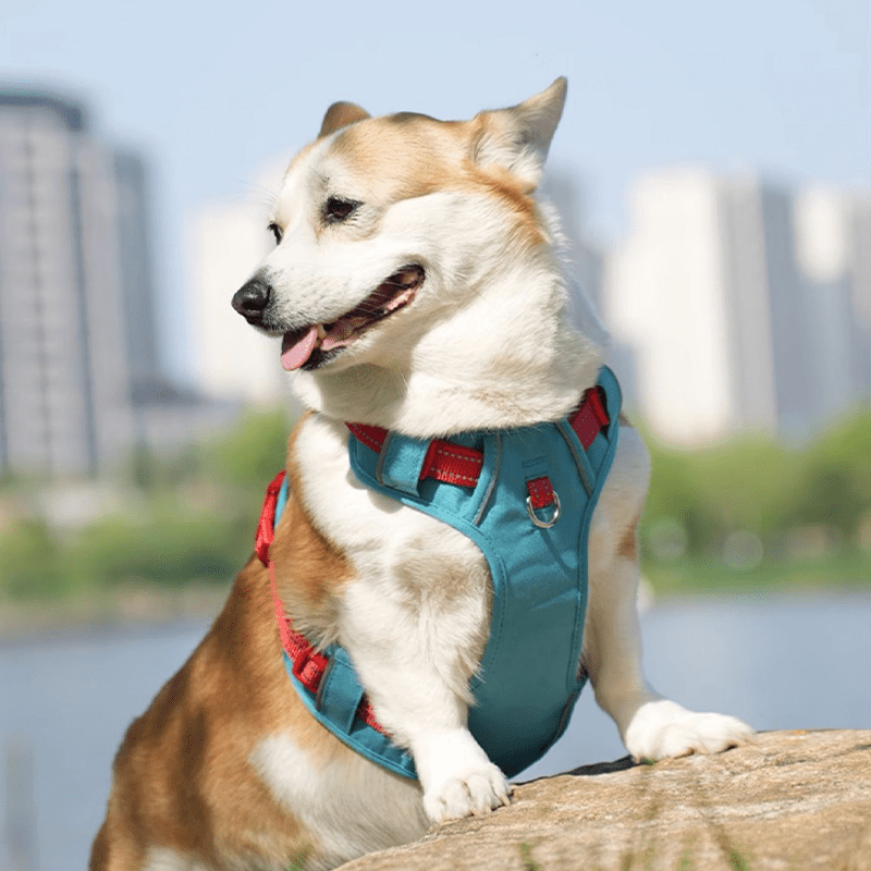 AEROE Minimalist Dog Walking Harness with Safety Control Handle - Heavy Duty Anti-Escape Outdoor Gear