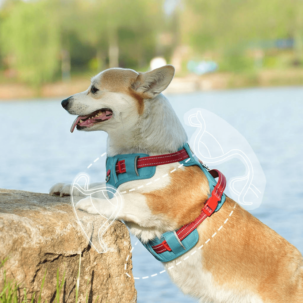 AEROE Minimalist Dog Walking Harness with Safety Control Handle - Heavy Duty Anti-Escape Outdoor Gear
